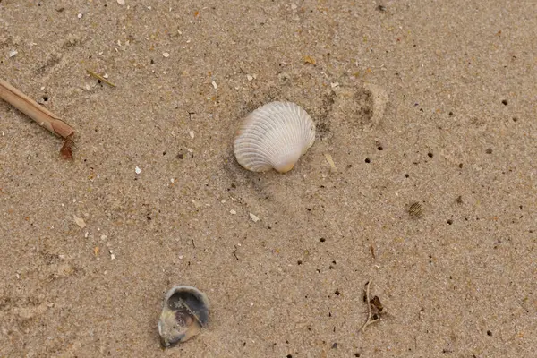 Bu sahilde oturan bir deniz kabuğunun görüntüsü. Kaburgalı beyaz kabuk kan gemisi olarak bilinir. Etraftaki güzel kum taneleri diğer tuzlu su artıklarıyla birlikte..