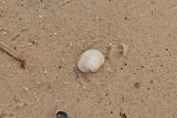 Bu sahilde oturan bir deniz kabuğunun görüntüsü. Kaburgalı beyaz kabuk kan gemisi olarak bilinir. Etraftaki güzel kum taneleri diğer tuzlu su artıklarıyla birlikte..