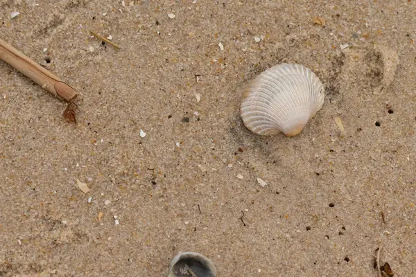 Bu sahilde oturan bir deniz kabuğunun görüntüsü. Kaburgalı beyaz kabuk kan gemisi olarak bilinir. Etraftaki güzel kum taneleri diğer tuzlu su artıklarıyla birlikte..