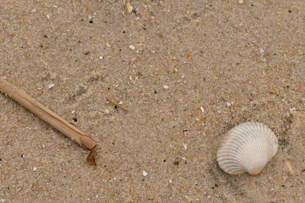 Bu sahilde oturan bir deniz kabuğunun görüntüsü. Kaburgalı beyaz kabuk kan gemisi olarak bilinir. Etraftaki güzel kum taneleri diğer tuzlu su artıklarıyla birlikte..