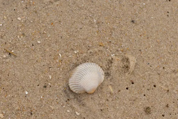 Bu sahilde oturan bir deniz kabuğunun görüntüsü. Kaburgalı beyaz kabuk kan gemisi olarak bilinir. Etraftaki güzel kum taneleri diğer tuzlu su artıklarıyla birlikte..