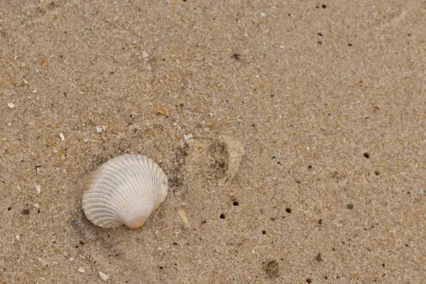 Bu sahilde oturan bir deniz kabuğunun görüntüsü. Kaburgalı beyaz kabuk kan gemisi olarak bilinir. Etraftaki güzel kum taneleri diğer tuzlu su artıklarıyla birlikte..