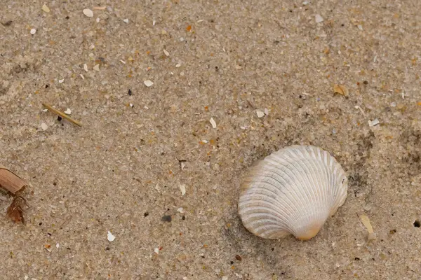 Bu sahilde oturan bir deniz kabuğunun görüntüsü. Kaburgalı beyaz kabuk kan gemisi olarak bilinir. Etraftaki güzel kum taneleri diğer tuzlu su artıklarıyla birlikte..