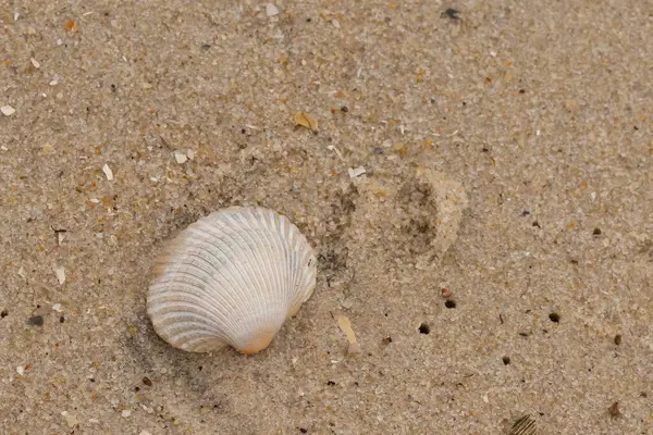 Bu sahilde oturan bir deniz kabuğunun görüntüsü. Kaburgalı beyaz kabuk kan gemisi olarak bilinir. Etraftaki güzel kum taneleri diğer tuzlu su artıklarıyla birlikte..