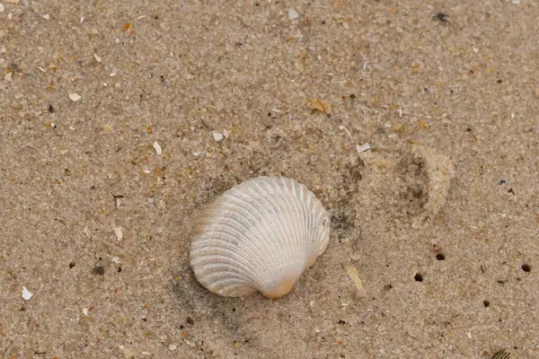 Bu sahilde oturan bir deniz kabuğunun görüntüsü. Kaburgalı beyaz kabuk kan gemisi olarak bilinir. Etraftaki güzel kum taneleri diğer tuzlu su artıklarıyla birlikte..