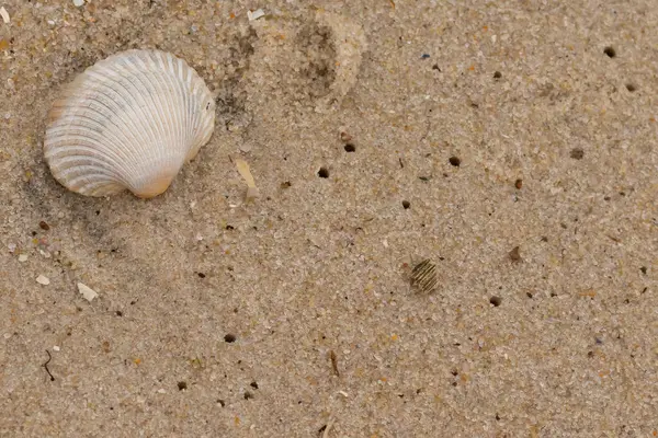 Bu sahilde oturan bir deniz kabuğunun görüntüsü. Kaburgalı beyaz kabuk kan gemisi olarak bilinir. Etraftaki güzel kum taneleri diğer tuzlu su artıklarıyla birlikte..