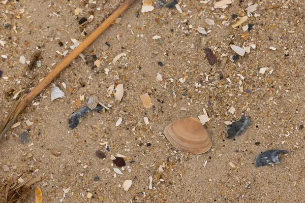 Bu küçük midye kabuğu sahilde dalgalar tarafından parçalanmış deniz kabuklarıyla çevriliydi. Deniz kabuğu kumların kahverengi tanelerinde yatıyordu..