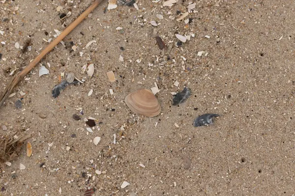 Bu küçük midye kabuğu sahilde dalgalar tarafından parçalanmış deniz kabuklarıyla çevriliydi. Deniz kabuğu kumların kahverengi tanelerinde yatıyordu..