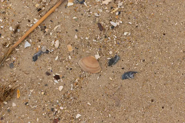 Bu küçük midye kabuğu sahilde dalgalar tarafından parçalanmış deniz kabuklarıyla çevriliydi. Deniz kabuğu kumların kahverengi tanelerinde yatıyordu..