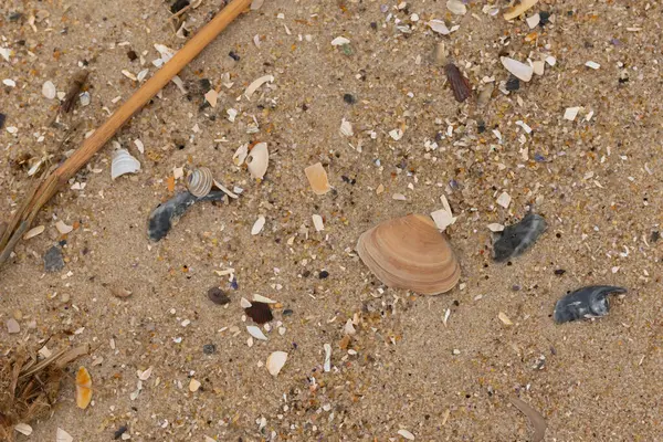 Bu küçük midye kabuğu sahilde dalgalar tarafından parçalanmış deniz kabuklarıyla çevriliydi. Deniz kabuğu kumların kahverengi tanelerinde yatıyordu..