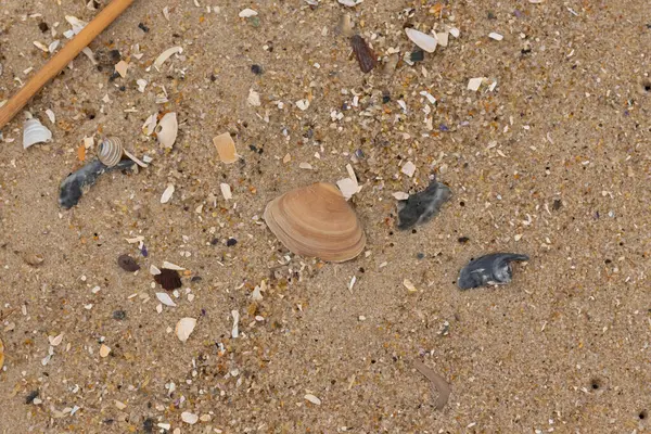 Bu küçük midye kabuğu sahilde dalgalar tarafından parçalanmış deniz kabuklarıyla çevriliydi. Deniz kabuğu kumların kahverengi tanelerinde yatıyordu..