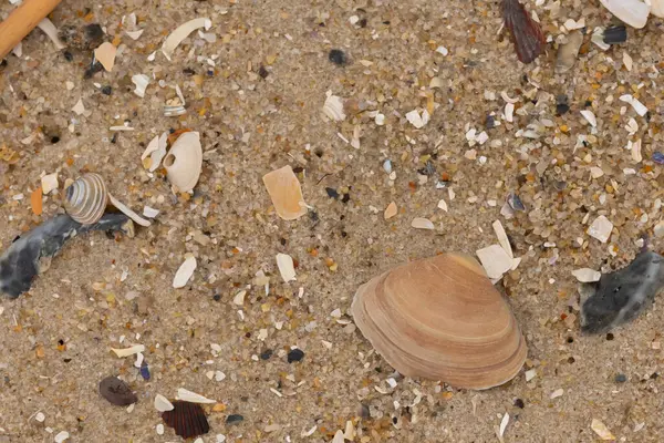 Bu küçük midye kabuğu sahilde dalgalar tarafından parçalanmış deniz kabuklarıyla çevriliydi. Deniz kabuğu kumların kahverengi tanelerinde yatıyordu..