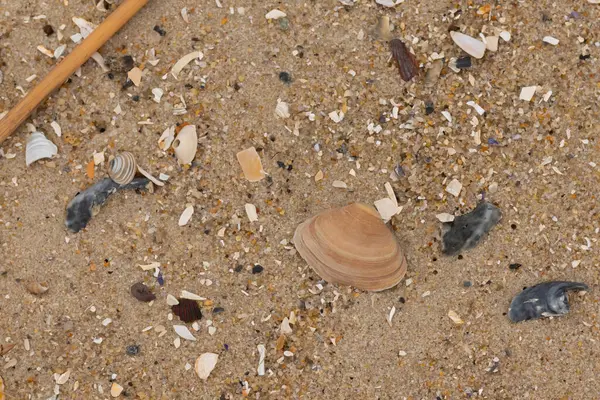 Bu küçük midye kabuğu sahilde dalgalar tarafından parçalanmış deniz kabuklarıyla çevriliydi. Deniz kabuğu kumların kahverengi tanelerinde yatıyordu..