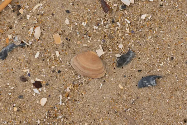 Bu küçük midye kabuğu sahilde dalgalar tarafından parçalanmış deniz kabuklarıyla çevriliydi. Deniz kabuğu kumların kahverengi tanelerinde yatıyordu..