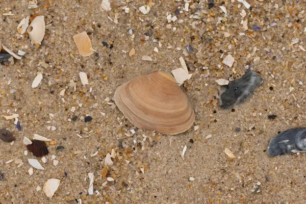Bu küçük midye kabuğu sahilde dalgalar tarafından parçalanmış deniz kabuklarıyla çevriliydi. Deniz kabuğu kumların kahverengi tanelerinde yatıyordu..