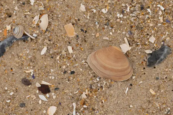 Bu küçük midye kabuğu sahilde dalgalar tarafından parçalanmış deniz kabuklarıyla çevriliydi. Deniz kabuğu kumların kahverengi tanelerinde yatıyordu..