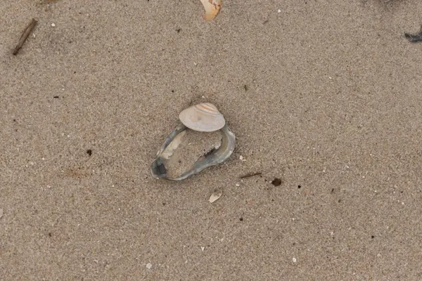 Bu resimde mavi bir istiridye kabuğunun üzerinde duran bu şirin midye kabuğu. Denizin dalgaları tarafından getirilen deniz kabukları burada, kum tanelerinin arasında uzanıyordu..