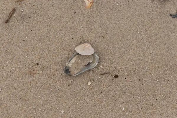 Bu resimde mavi bir istiridye kabuğunun üzerinde duran bu şirin midye kabuğu. Denizin dalgaları tarafından getirilen deniz kabukları burada, kum tanelerinin arasında uzanıyordu..