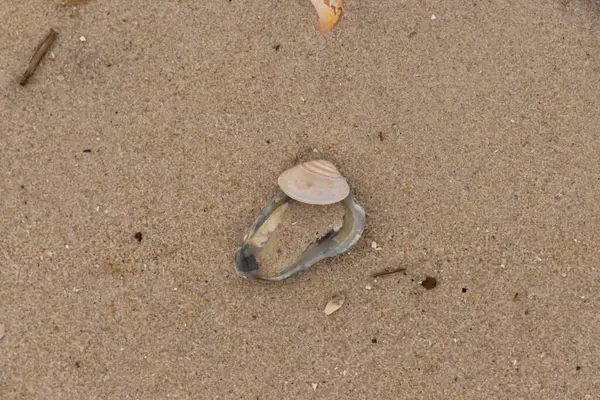 Bu resimde mavi bir istiridye kabuğunun üzerinde duran bu şirin midye kabuğu. Denizin dalgaları tarafından getirilen deniz kabukları burada, kum tanelerinin arasında uzanıyordu..