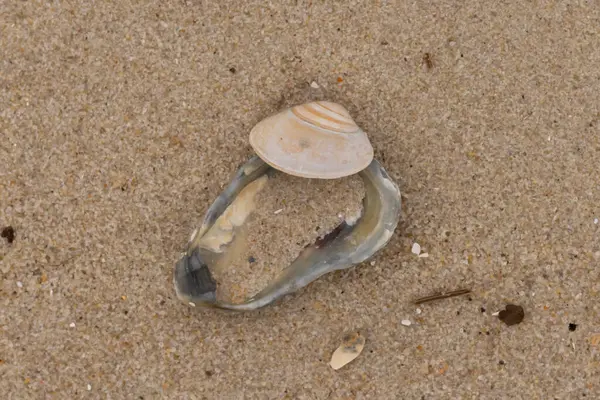 Bu resimde mavi bir istiridye kabuğunun üzerinde duran bu şirin midye kabuğu. Denizin dalgaları tarafından getirilen deniz kabukları burada, kum tanelerinin arasında uzanıyordu..