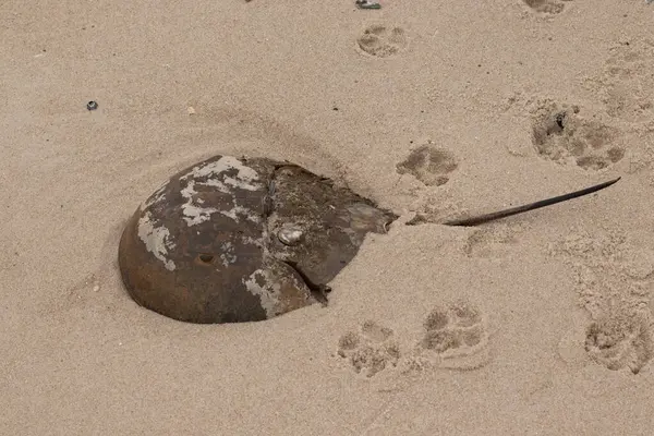 Bu kabuklu deniz hayvanı bu resimde plajda yatıyordu. Bu bir at nalı yengeci ve okyanusun gelgiti ile kum tanelerinin arasında karaya vurmuş. Kahverengi sert kabuk, sırtlarıyla tarih öncesinden kalma gibi görünüyor..