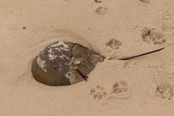 Bu kabuklu deniz hayvanı bu resimde plajda yatıyordu. Bu bir at nalı yengeci ve okyanusun gelgiti ile kum tanelerinin arasında karaya vurmuş. Kahverengi sert kabuk, sırtlarıyla tarih öncesinden kalma gibi görünüyor..