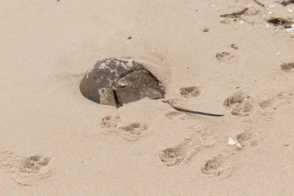 Bu kabuklu deniz hayvanı bu resimde plajda yatıyordu. Bu bir at nalı yengeci ve okyanusun gelgiti ile kum tanelerinin arasında karaya vurmuş. Kahverengi sert kabuk, sırtlarıyla tarih öncesinden kalma gibi görünüyor..