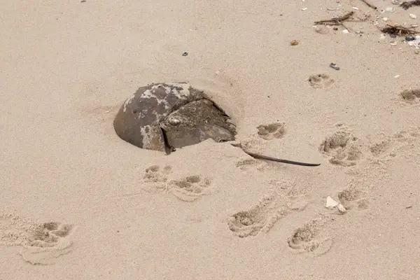 Bu kabuklu deniz hayvanı bu resimde plajda yatıyordu. Bu bir at nalı yengeci ve okyanusun gelgiti ile kum tanelerinin arasında karaya vurmuş. Kahverengi sert kabuk, sırtlarıyla tarih öncesinden kalma gibi görünüyor..