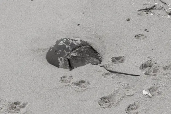 Bu kabuklu deniz hayvanı bu resimde plajda yatıyordu. Bu bir at nalı yengeci ve okyanusun gelgiti ile kum tanelerinin arasında karaya vurmuş. Kahverengi sert kabuk, sırtlarıyla tarih öncesinden kalma gibi görünüyor..