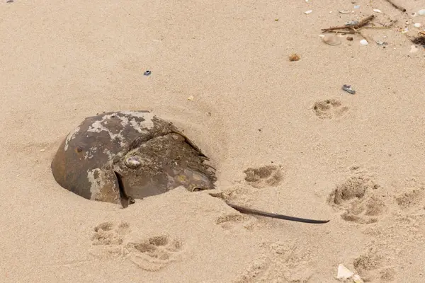 Bu kabuklu deniz hayvanı bu resimde plajda yatıyordu. Bu bir at nalı yengeci ve okyanusun gelgiti ile kum tanelerinin arasında karaya vurmuş. Kahverengi sert kabuk, sırtlarıyla tarih öncesinden kalma gibi görünüyor..