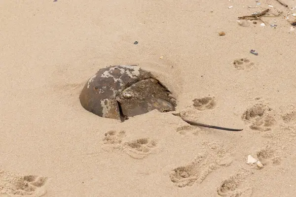 Bu kabuklu deniz hayvanı bu resimde plajda yatıyordu. Bu bir at nalı yengeci ve okyanusun gelgiti ile kum tanelerinin arasında karaya vurmuş. Kahverengi sert kabuk, sırtlarıyla tarih öncesinden kalma gibi görünüyor..