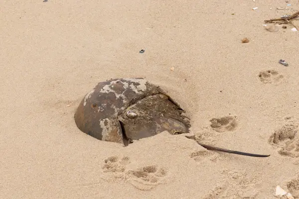 Bu kabuklu deniz hayvanı bu resimde plajda yatıyordu. Bu bir at nalı yengeci ve okyanusun gelgiti ile kum tanelerinin arasında karaya vurmuş. Kahverengi sert kabuk, sırtlarıyla tarih öncesinden kalma gibi görünüyor..