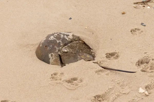 Bu kabuklu deniz hayvanı bu resimde plajda yatıyordu. Bu bir at nalı yengeci ve okyanusun gelgiti ile kum tanelerinin arasında karaya vurmuş. Kahverengi sert kabuk, sırtlarıyla tarih öncesinden kalma gibi görünüyor..