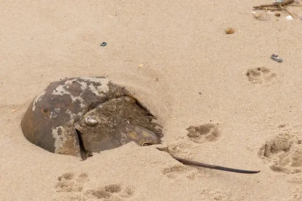 Bu kabuklu deniz hayvanı bu resimde plajda yatıyordu. Bu bir at nalı yengeci ve okyanusun gelgiti ile kum tanelerinin arasında karaya vurmuş. Kahverengi sert kabuk, sırtlarıyla tarih öncesinden kalma gibi görünüyor..
