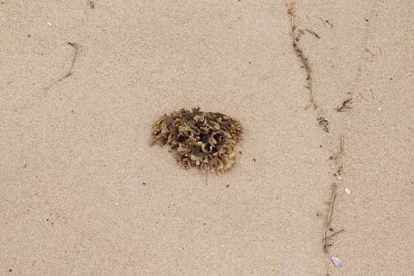 Plajda oturan lastik gibi bir bryozoan vardı. Okyanusun gelgiti tarafından getirildi ve burada, kum tanelerinin arasında duruyor. Küçük, bronzlaşmış dokunaçları her yere uzanıyor..