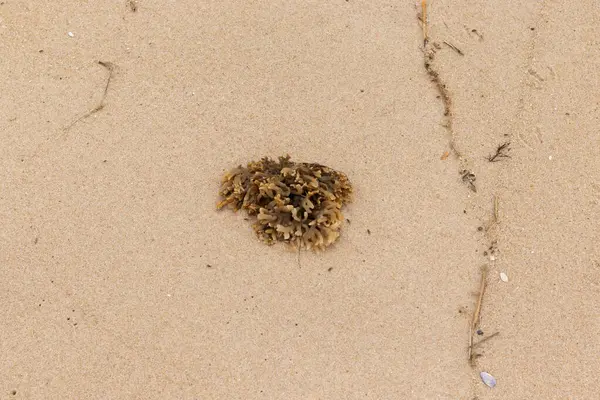 Plajda oturan lastik gibi bir bryozoan vardı. Okyanusun gelgiti tarafından getirildi ve burada, kum tanelerinin arasında duruyor. Küçük, bronzlaşmış dokunaçları her yere uzanıyor..