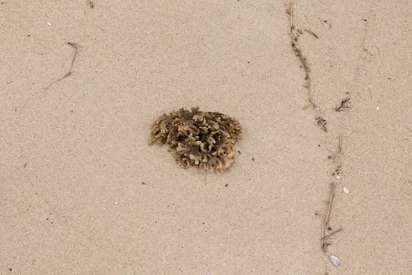 Plajda oturan lastik gibi bir bryozoan vardı. Okyanusun gelgiti tarafından getirildi ve burada, kum tanelerinin arasında duruyor. Küçük, bronzlaşmış dokunaçları her yere uzanıyor..