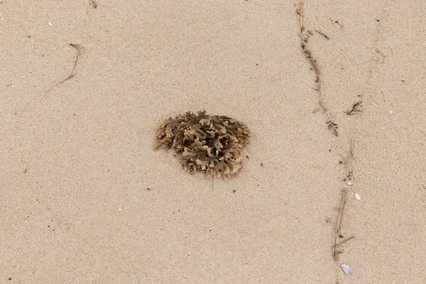 Plajda oturan lastik gibi bir bryozoan vardı. Okyanusun gelgiti tarafından getirildi ve burada, kum tanelerinin arasında duruyor. Küçük, bronzlaşmış dokunaçları her yere uzanıyor..