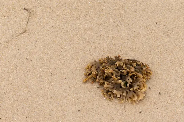 Plajda oturan lastik gibi bir bryozoan vardı. Okyanusun gelgiti tarafından getirildi ve burada, kum tanelerinin arasında duruyor. Küçük, bronzlaşmış dokunaçları her yere uzanıyor..