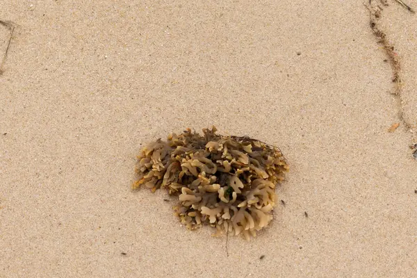 Plajda oturan lastik gibi bir bryozoan vardı. Okyanusun gelgiti tarafından getirildi ve burada, kum tanelerinin arasında duruyor. Küçük, bronzlaşmış dokunaçları her yere uzanıyor..