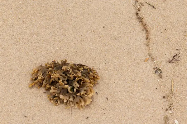 Plajda oturan lastik gibi bir bryozoan vardı. Okyanusun gelgiti tarafından getirildi ve burada, kum tanelerinin arasında duruyor. Küçük, bronzlaşmış dokunaçları her yere uzanıyor..