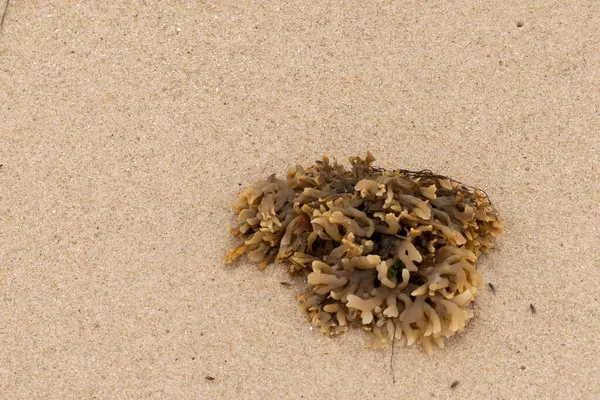 Plajda oturan lastik gibi bir bryozoan vardı. Okyanusun gelgiti tarafından getirildi ve burada, kum tanelerinin arasında duruyor. Küçük, bronzlaşmış dokunaçları her yere uzanıyor..