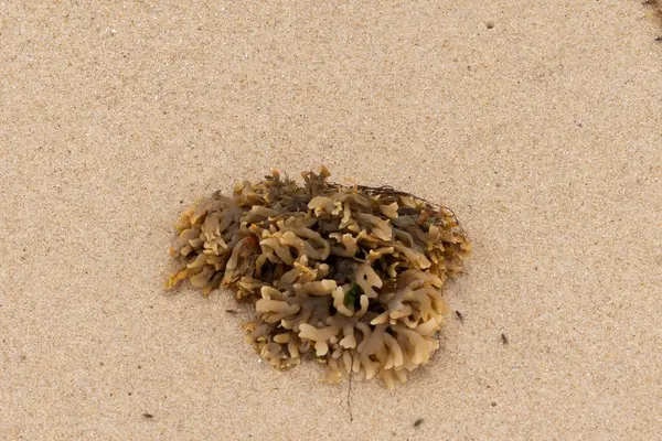 Plajda oturan lastik gibi bir bryozoan vardı. Okyanusun gelgiti tarafından getirildi ve burada, kum tanelerinin arasında duruyor. Küçük, bronzlaşmış dokunaçları her yere uzanıyor..