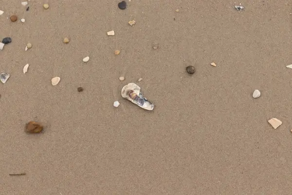 Bu resimde küçük istiridye kabuğu sahilde yatıyordu. Deniz kabuğunun mavi tonları vardır ve gerçekten kahverengi kum taneciklerine karşı göze çarpar. Küçük pürüzsüz çakıl taşları her yerde görülebilir..