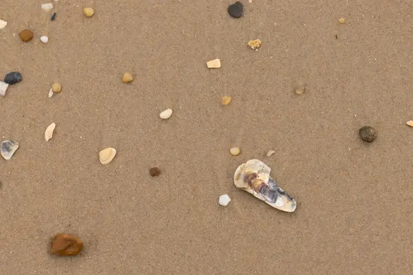 Bu resimde küçük istiridye kabuğu sahilde yatıyordu. Deniz kabuğunun mavi tonları vardır ve gerçekten kahverengi kum taneciklerine karşı göze çarpar. Küçük pürüzsüz çakıl taşları her yerde görülebilir..