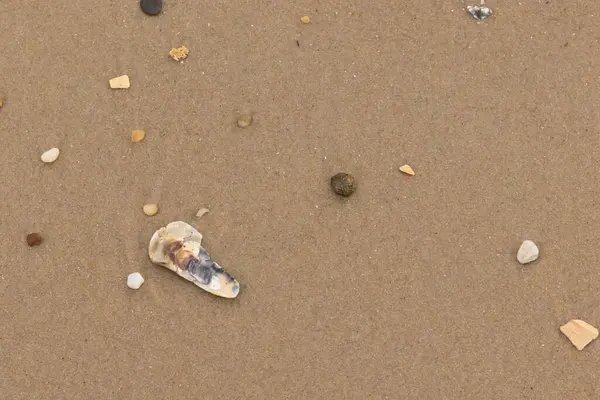 Bu resimde küçük istiridye kabuğu sahilde yatıyordu. Deniz kabuğunun mavi tonları vardır ve gerçekten kahverengi kum taneciklerine karşı göze çarpar. Küçük pürüzsüz çakıl taşları her yerde görülebilir..