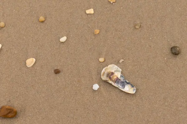 Bu resimde küçük istiridye kabuğu sahilde yatıyordu. Deniz kabuğunun mavi tonları vardır ve gerçekten kahverengi kum taneciklerine karşı göze çarpar. Küçük pürüzsüz çakıl taşları her yerde görülebilir..