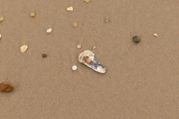 Bu resimde küçük istiridye kabuğu sahilde yatıyordu. Deniz kabuğunun mavi tonları vardır ve gerçekten kahverengi kum taneciklerine karşı göze çarpar. Küçük pürüzsüz çakıl taşları her yerde görülebilir..