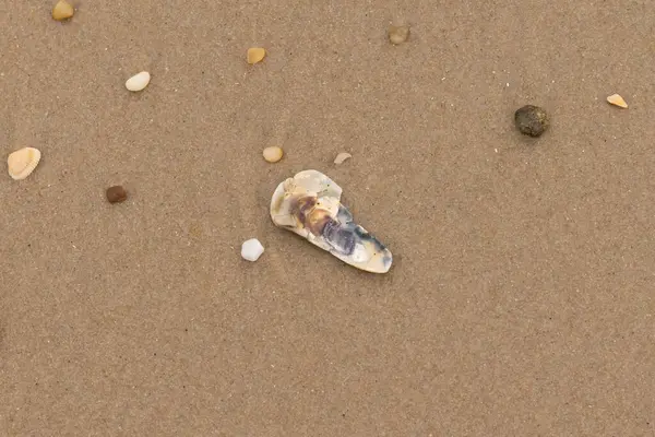 Bu resimde küçük istiridye kabuğu sahilde yatıyordu. Deniz kabuğunun mavi tonları vardır ve gerçekten kahverengi kum taneciklerine karşı göze çarpar. Küçük pürüzsüz çakıl taşları her yerde görülebilir..