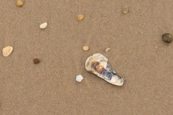 Bu resimde küçük istiridye kabuğu sahilde yatıyordu. Deniz kabuğunun mavi tonları vardır ve gerçekten kahverengi kum taneciklerine karşı göze çarpar. Küçük pürüzsüz çakıl taşları her yerde görülebilir..
